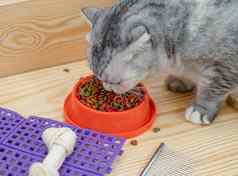 猫吃宠物食物宠物配件
