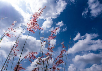 故乡Ruby草花明亮的阳光毛茸茸的云蓝色的天空