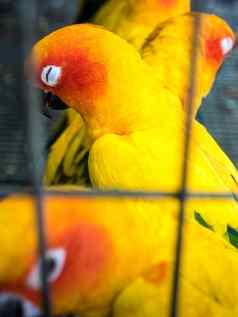 黄色的鸟被困笼子里