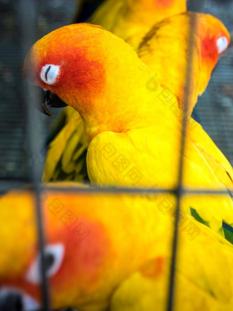 黄色的鸟<strong>被困</strong>笼子里
