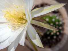 白色颜色脆弱的花瓣棘球蚴仙人掌花