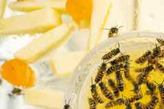 黄蜂吃蜂蜜碗美味佳肴蜂蜜瓜板