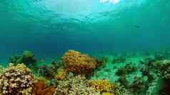 水下世界珊瑚礁菲律宾