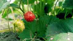 新鲜的成熟的草莓分支草莓浆果绿色布什