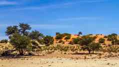 红色的沙丘风景卡加拉加迪在国外做的公园南非洲