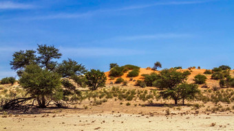 红色的沙丘<strong>风景</strong>卡加拉加迪在<strong>国外</strong>做的公园南非洲