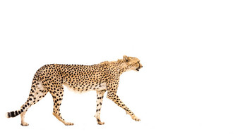 猎豹卡加拉加迪在国外做的<strong>公园</strong>南非洲