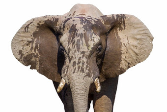 非洲布什大象肖像孤立的白色背景