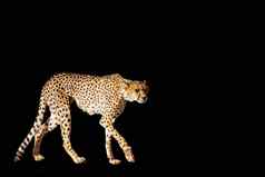 猎豹卡加拉加迪在国外做的公园南非洲