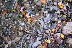 色彩鲜艳的湿卵石石头流水秋天下降叶背景