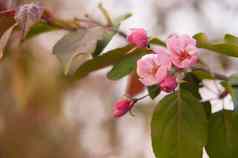新鲜的美丽的花苹果树盛开的春天