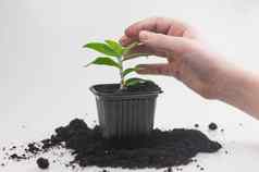 植物护理概念孩子手种植室内植物春天时间盆栽植物