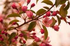 新鲜的美丽的花苹果树盛开的春天