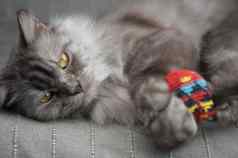 可爱的灰色长头发猫玩玩具色彩斑斓的球