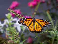 美丽的君主蝴蝶喂养花园