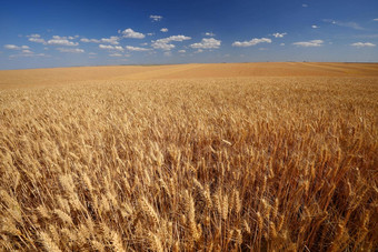 小麦农场土地