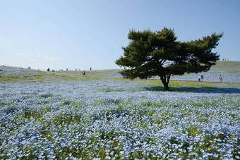 尼莫菲拉布鲁姆