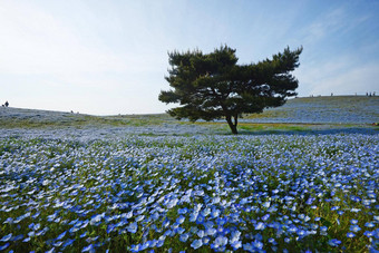 尼莫菲拉布鲁姆