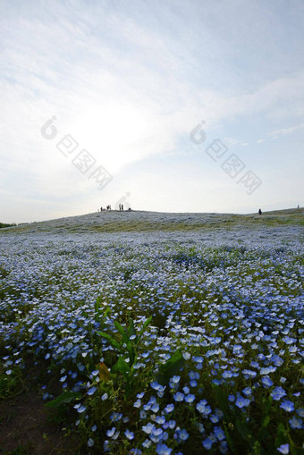 尼莫菲拉布鲁姆