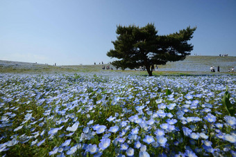 尼莫菲拉布鲁姆