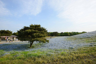 尼莫菲拉布鲁姆