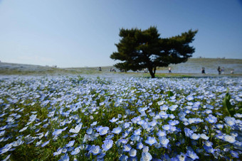 尼莫菲拉布鲁姆