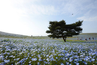 尼莫菲拉布鲁姆