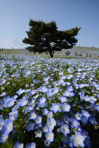 尼莫菲拉布鲁姆