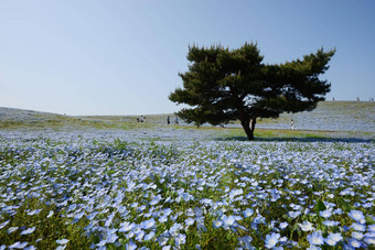 尼莫菲拉布鲁姆