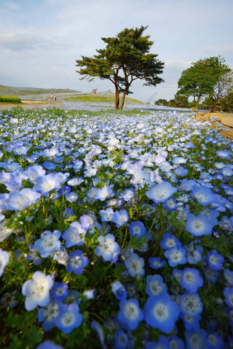 尼莫菲拉布鲁姆