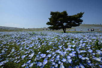 尼莫菲拉布鲁姆