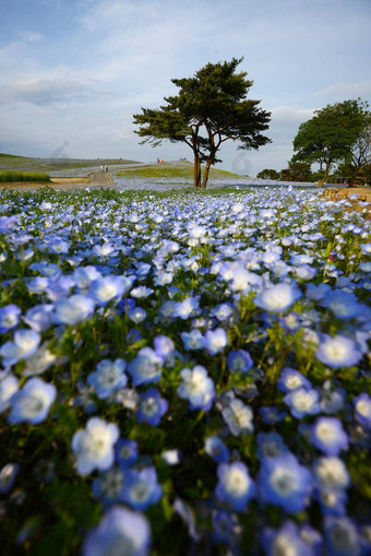 尼莫菲拉布鲁姆