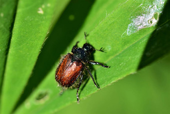 花园树叶甲虫phylloperthahorticola绿色离开