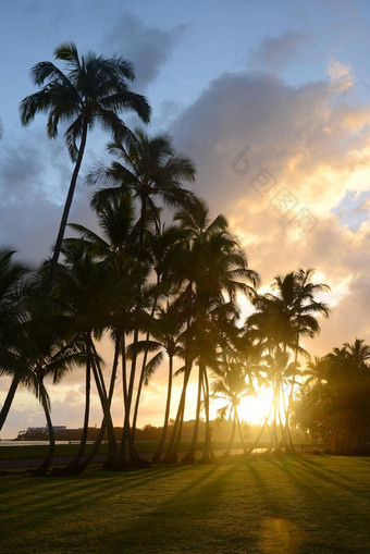 椰子树夏威夷