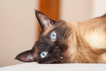肖像暹罗猫美丽的蓝色的眼睛休息睡觉床上