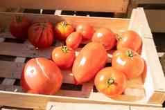 有机西红柿小农民市场