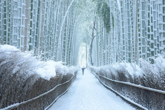 竹子森林雪