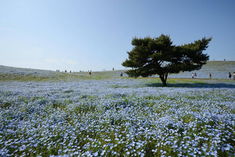 尼莫菲拉布鲁姆