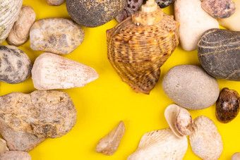 石头贝壳黄色的背景海洋主题