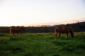 马放牧长满草的场
