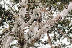 野生生活猴子坐在树岛毛里求斯猴子丛林岛毛里求斯
