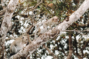 野生生活猴子坐在树岛毛里求斯猴子丛林岛毛里求斯