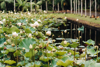 植物花园pamplemousses<strong>毛里求斯</strong>池塘植物花园<strong>毛里求斯</strong>