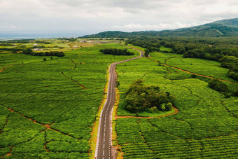 空中视图路通过茶种植园岛<strong>毛里求斯毛里求斯</strong>