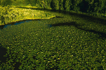 前视图垂直河城市的洛希察公园百合日落美丽的自然白俄罗斯