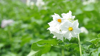 开花土豆土豆花开花阳光成长植物白色盛开的土豆花农场场