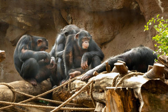 家庭猴子坐在他们公园波多黎各克鲁兹圣诞老人克鲁兹tenerife金丝雀岛屿西班牙