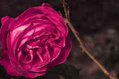 精致的色彩斑斓的玫瑰孤立的花园复制空间玫瑰孤立的背景壁纸