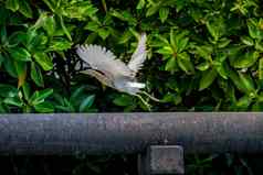 中国人池塘鹭鸟飞行光绿色树背景