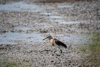 中国人池塘鹭鸟棕色（的）食物湿地
